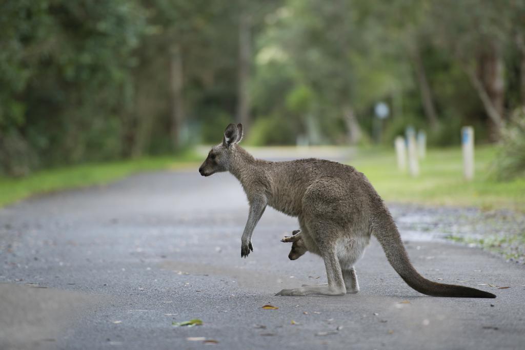 Nrma Myall Shores Holiday Park Bulahdelah Exterior foto